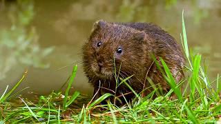 The Fascinating Waterworlds of Wild Great Britain | Our World