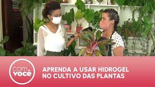 Aprenda a usar hidrogel no cultivo das plantas -  Com Você