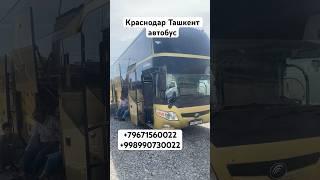 #краснодар #ташкент #автобус #ростов Краснодар Ташкент автобус пассажирский Брест Ташкент Краснодар