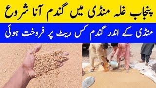 Wheat Price in Mundi 2024 | Usman Agriculture