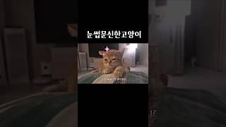 눈썹문신한고양잌ㅋㅋㅋ #고양이 #cat #눈썹문신한고양이