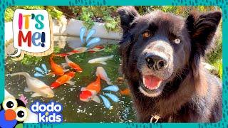 Get This Pup Out Of The Fish Pond!  | Dodo Kids | It's Me!