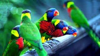 চমৎকার ১০টি পাখি | Top 10 Most Colorful Birds Part-1 | Stunningly Beautiful Birds | Exotic Birds