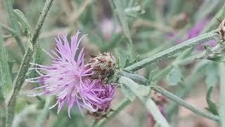 Κενταύρια της Αττικής (Centaurea attica subsp. attica) σε πετρώδεις θαμνότοπους της Μάνδρας Αττικής