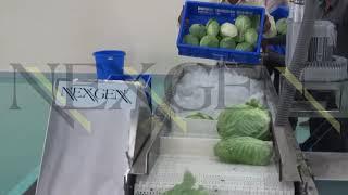 Bubble Washer (Vegetable/Fruit Washer) | Food Processing Solutions | NEXGEN HYGIENE.