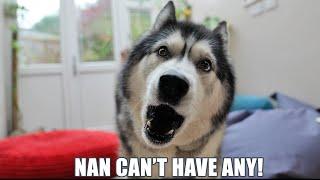 Husky Tells His Nan She Can’t Have Any!