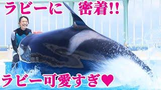 シャチショー後のラビーに密着!! 鴨川シーワールド シャチ KamogawaSeaWorld  orca killerwhale