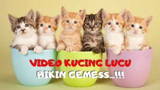 Kumpulan Video Kucing Lucu imut Menggemaskan [ FUNNY CATS ]