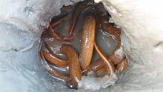 Hand Fishing | Boy Catching Eel Fish From a Deep Fish-hole by Hand