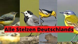 Alle Stelzenarten Deutschlands und Europas sicher unterscheiden | Ornithologie für Anfänger