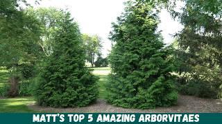 Planting Privacy: Amazing Arborvitaes for Your Yard