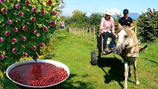 FOREST JOURNEY IN AZERBAIJAN - Grandma and Grandpa's WONDERFUL Delicious Day