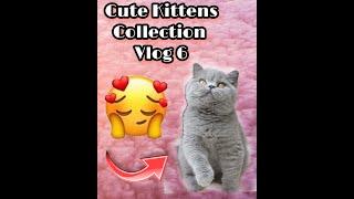 Funny Cute Kittens that wil surely melt your hearts