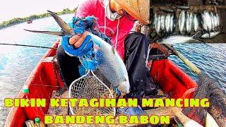 Wow!!tambak liar ini dihuni bandeng babon..ada yang 4kg bobotnya!!sensasi mancing bandeng liar!!