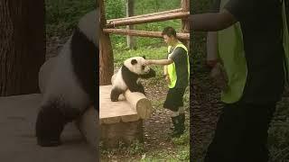 Adorable Panda Ears at the Chongqing Zoo!  #CutePets #PandaLove #ZooFun