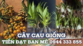 CÂY GIỐNG CAU - Cung cấp giống cây cau trái dài, cau lùn, cau cao, cau tròn | 0944 333 855