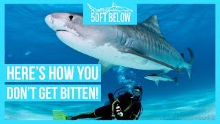 Safely Scuba Dive With Sharks | 5 Rules to Stay Safe!