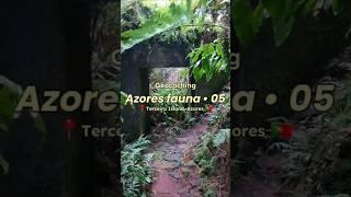 Azores fauna - 05 