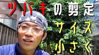 【ツバキ(椿)の剪定①】大胆にサイズを小さくするにはトップから！