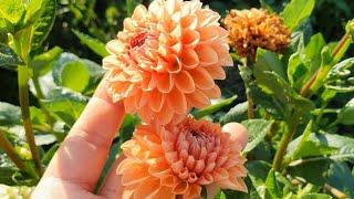 #다알리아(dahlia) 기온차에 따라 변하는 다알리아꽃 ~~