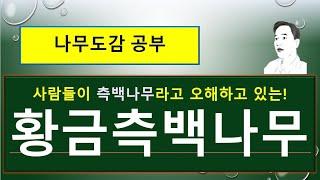 황금측백나무 vs 측백나무 vs 서양측백 : 서로 다른 차이점 ?
