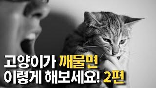 손 무는 고양이 버릇 고치기 part2