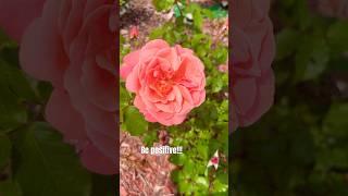 Peach/Orange Fragrant Rose#shorts #youtubeshorts#nature#garden #gardening#new#plants