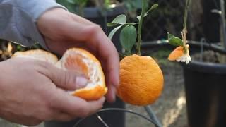 Satsuma Mandarin - The Puffy Skin Seedless Mandarin