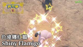 Pokémon Violet - Shiny Flamigo catch！捕捉色違纏紅鶴！by炎魂