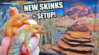 NEW Pilbara Spiny Tail Skinks! + Habitat Build - (Egernia epsisolus)