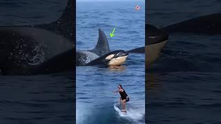 A pod of orca whales appears behind the surfers