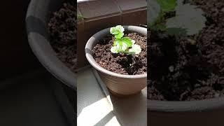 My Little Balcony Garden