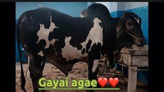 Gayai agae /zayyyan vlogs/