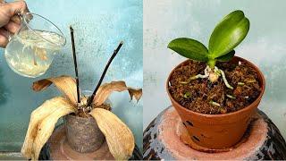 Just 1 Cup! Suddenly the orchid grew 1001 roots and bloomed super flowers