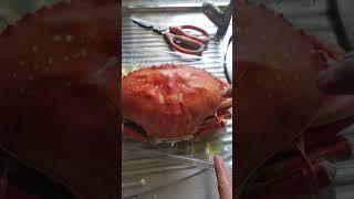 Costco Dungeness Cooked Crab - Chilly Crab Preparation