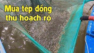 Mùa tép đồng thu hoạch rộ