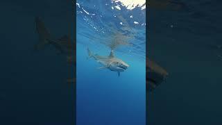 Tiger Shark Following Me In The Deep Sea #shark #sharks #tigershark #sharkdiving