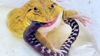 Amazing!! Giant Asian Bullfrog Eats Big Water Snake