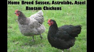 bantam chickens