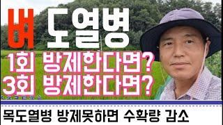 벼도열병 방제 / 1회 방제 한다면 언제?  3회 방제 한다면 언제? / 목도열병 방제 못하면 수확량 감소