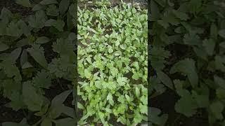 coriander#update#video# #shorts#