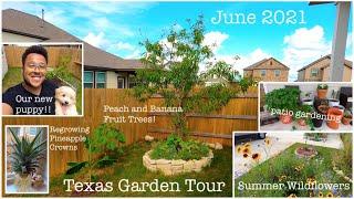 Austin Texas Backyard Garden Tour June 2021 - Central Texas Gardening - Growing Fruit and Vegetables