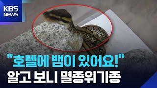 호텔 객실서 국제 멸종위기종인 '볼파이톤' 발견… "애완용 뱀 유기 추정" / KBS  2025.06.24.