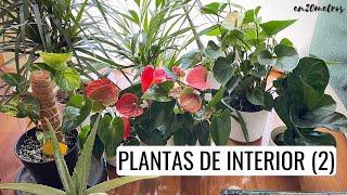 (EP 02) PLANTAS DE INTERIOR RESISTENTES: aloe, ficus lyrata, areca, anturio, dracaena || en20metros