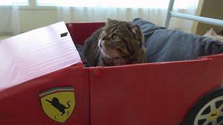 MY CATS GOT A NEW FERRARI! (ENG SUB)