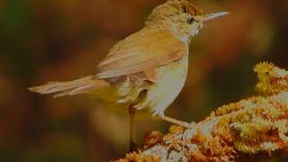 Blyth's Reed Warbler Bird