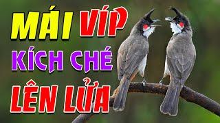 CHÀO MÀO MÁI KÍCH TRỐNG CĂNG LỬA  - CÁCH KÍCH LỬA CHÀO MÀO SỔ BỌNG HÓT CHÉ #chàomàohót