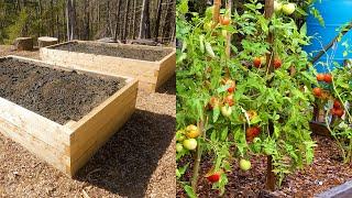 One Year of Gardening - Expanding to Three Raised Beds