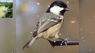 Tiếng chim Sẻ bạc má (Sẻ Đá) hót cực đỉnh || Vietnamese birdsong || CUỘC SỐNG VUI VẺ.