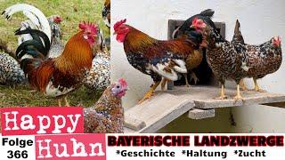 Bayerische Landzwerge: The history of Bavarian bantam chickens with ENGLISH SUBTITLE #bantamchicken